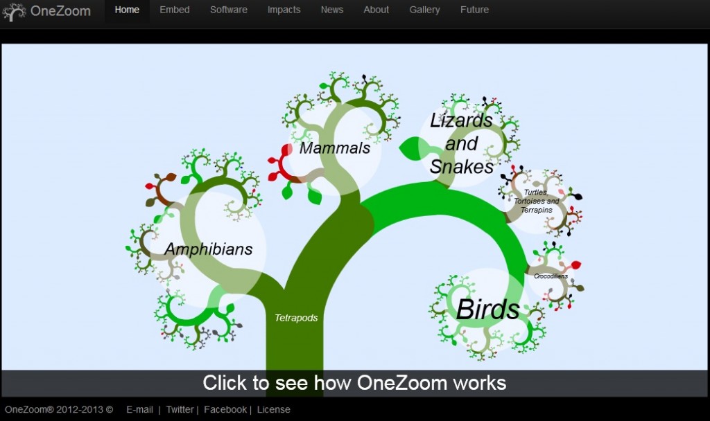 2.1. Chi siamo? Tassonomia, genetica, primatologia — Leonardo Ambasciano, image size:1024x608